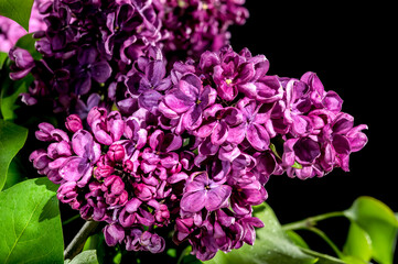 Fototapeta premium Blooming dark purple lilac on a black background