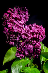 Blooming dark purple lilac on a black background