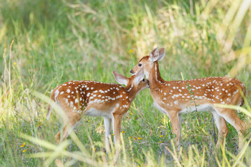 Adorable white-tailed deer babies (fawns) at Myakka River State Park, Florida 