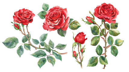 Red rose elements