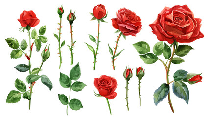 Naklejka premium Red rose elements