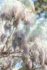White Beard Lichen Spanish Moss 