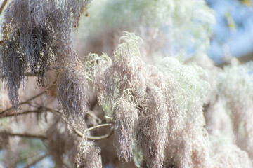 White beard lichens/ Spanish moss/ 