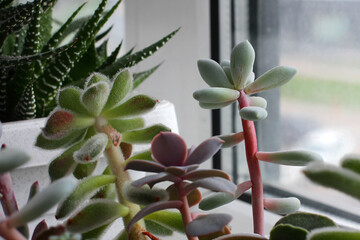 improper care of succulents. elongated plants due to lack of light and water