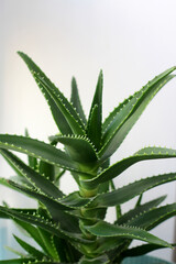 aloe, indoor or office plant. Flowers in the interior