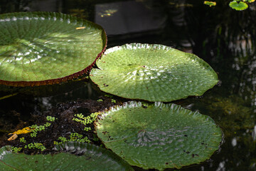Victoria Waterlillies on a pond 