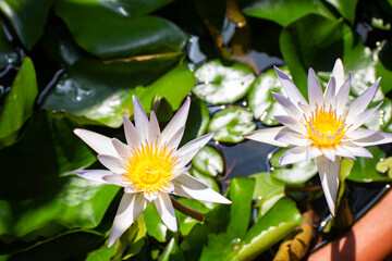 two water lilies in the pond