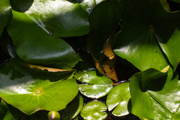 green water lily pads in a pond 