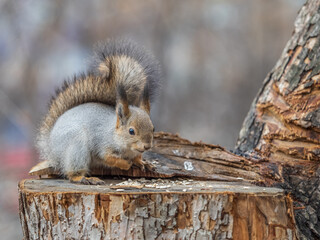 A squirrel sits on a stump and eats nuts in autumn.