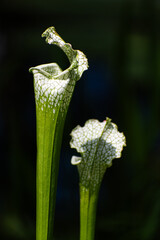 carnivorous trumpet pitcher plant rare plant 