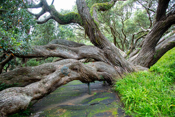 Pohutukawa Tree in Emily Place Reserve - Auckland - New Zealand