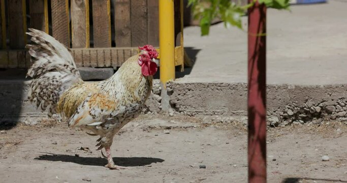 Domestic Rooster Wandering Outdoor During Sunny Day. Close-up Shot