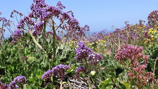 wildlife flower in sea cliff crystal trail in San Diego