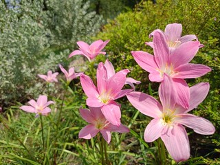 field pink flowers blooming in Thailand garden beauty nature