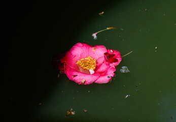 pink flower floating on green pond water 