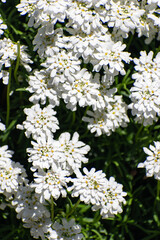 Iberis Candytuft white flowers 
