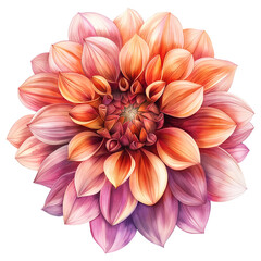 Fototapeta premium watercolor painting of dahlia flower isolated on transparent background.