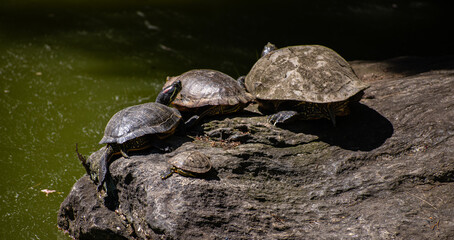 turtles on a rock near a pond 