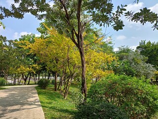 walkway and green trees beauty nature in garden Thailand