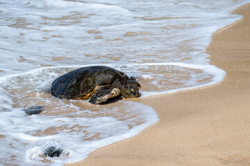 Portrait of a green sea turtle with foam and water from the surf flowing around it on a smooth...