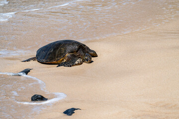 Portrait of a green sea turtle with foam and water from the surf flowing around it on a smooth golden sand beach, Hookipa Beach, Maui, Hawaii
