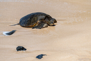 Portrait of a green sea turtle with it’s mouth open and the water recedes from around it on a smooth golden sand beach, Hookipa Beach, Maui, Hawaii
