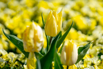 Spring garden. Beautiful yellow tulip flowers on spring nature. Close-up of closely bundled tulips....