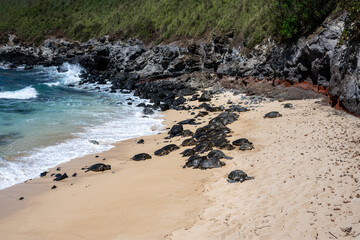 Large group of green sea turtles, a flotilla, on a tropical beach protected from the winds, Hookipa Beach, Maui, Hawaii
