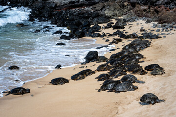 Fototapeta na wymiar Large group of green sea turtles, a flotilla, on a tropical beach protected from the winds, Hookipa Beach, Maui, Hawaii 