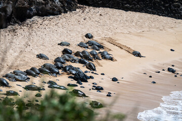 Large group of green sea turtles, a flotilla, on a tropical beach protected from the winds, Hookipa...