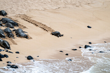 Group of green sea turtles, a flotilla, on a tropical sandy beach, most resting or moving up away...