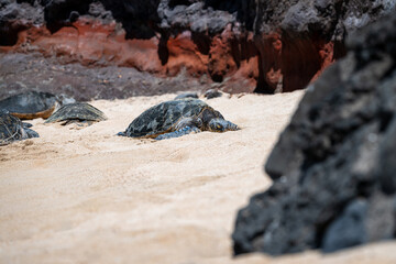Eye level view of a green sea turtle resting on a golden sand beach, surrounded by black lava rock, Hookipa Beach, Maui, Hawaii
