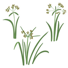 wood club-rush, bulrush, vector drawing wild plants at white background, set of floral elements, hand drawn botanical illustration