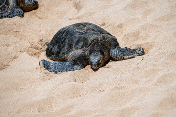 Eye level view of a green sea turtle resting on a dry golden sand beach, looking towards the viewer, Hookipa Beach, Maui, Hawaii
