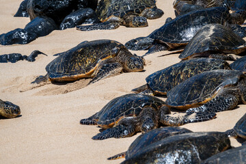 Closeup of a large group of green sea turtles, a flotilla, on a gold sand beach, Hookipa Beach,...