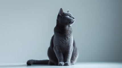 Regal Russian Blue cat sitting tall with a calm and alert expression, illuminated by shadowless lighting against a stark white background