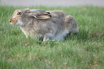 Bunny looking forward on green grassy field, brown eyes light up by sun, macro, detailed