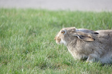 Bunny looking forward on green grassy field, brown eyes light up by sun, macro, detailed
