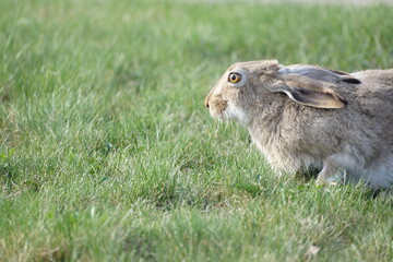 Fototapeta premium Bunny looking forward on green grassy field, brown eyes light up by sun, macro, detailed