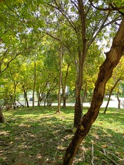 roots trees in Thailand garden beauty nature