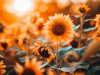 Naklejka premium view of beautiful sunflower farm during sunset - ai