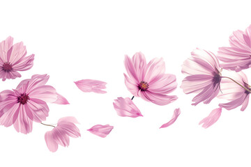 Obraz premium Pink and white flowers isolated on transparent background