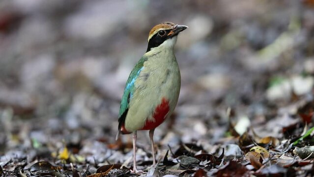 The fairy pitta (Pitta nympha) is a small and brightly colored species of passerine bird in the family Pittidae.