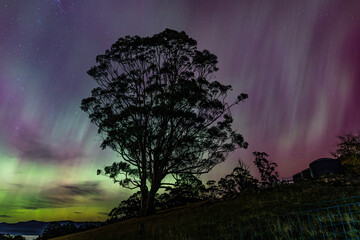 aurora and tree