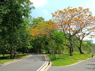 walkway and green trees beauty nature in garden Thailand