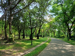 walkway and green trees beauty nature in garden Thailand