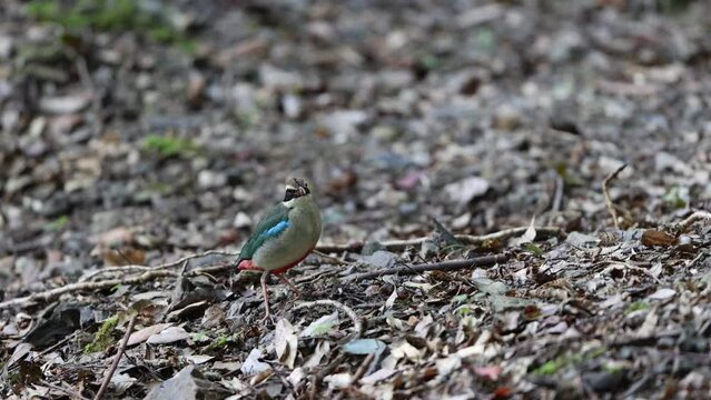 The fairy pitta (Pitta nympha) is a small and brightly colored species of passerine bird in the family Pittidae.