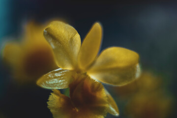 Botanical close-up of a yellow flower with four petals and a smooth blurred backdrop