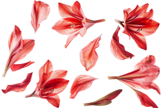 A set of red and yellow leaves isolated on a transparent background