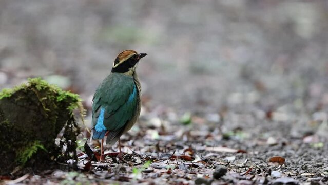 The fairy pitta (Pitta nympha) is a small and brightly colored species of passerine bird in the family Pittidae.